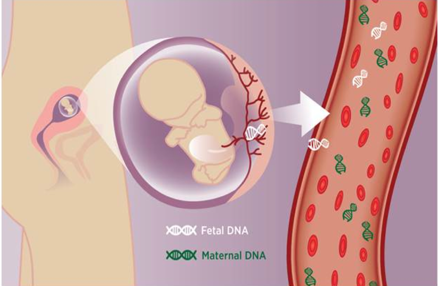 Blood Stream Fetal DNA